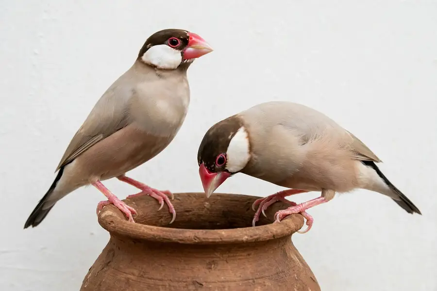 Pair Opal Java & 2 Pair Fawn Java For Sale - Ready To Breed - Lahore — photo 2