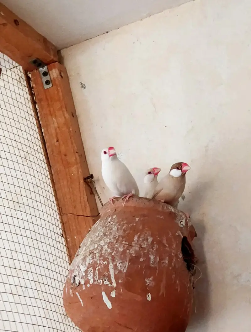 Pair Opal Java & 2 Pair Fawn Java For Sale - Ready To Breed - Lahore — photo 4