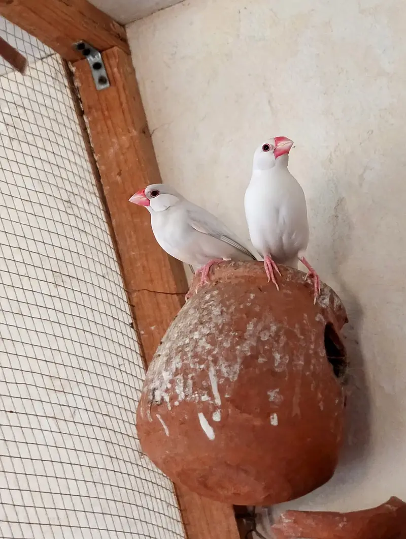 Pair Opal Java & 2 Pair Fawn Java For Sale - Ready To Breed - Lahore — photo 5