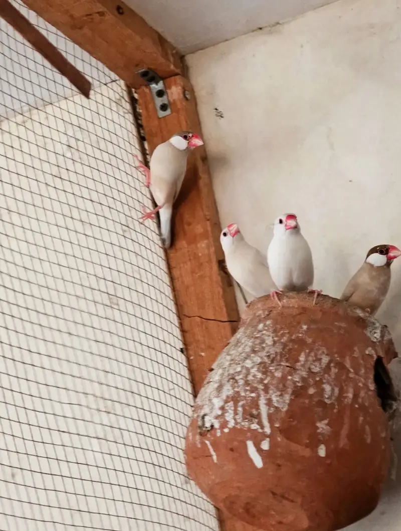 Pair Opal Java & 2 Pair Fawn Java For Sale - Ready To Breed - Lahore — photo 6