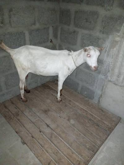 taddy bakri