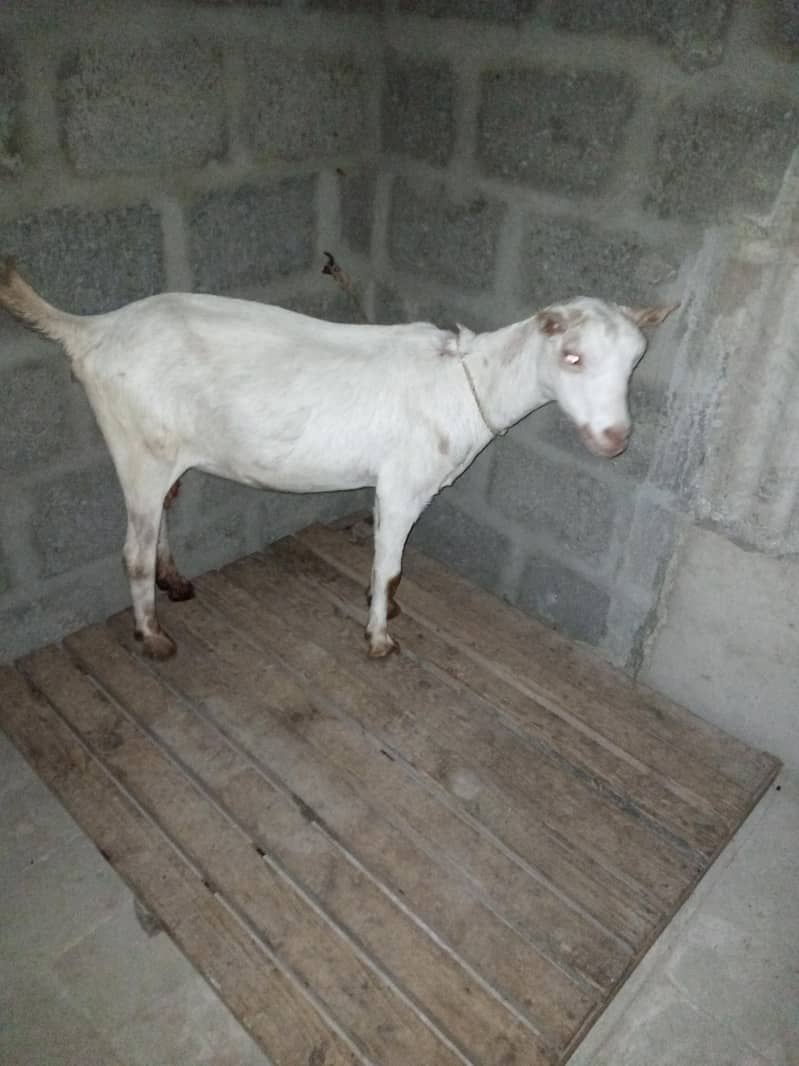 taddy bakri 0