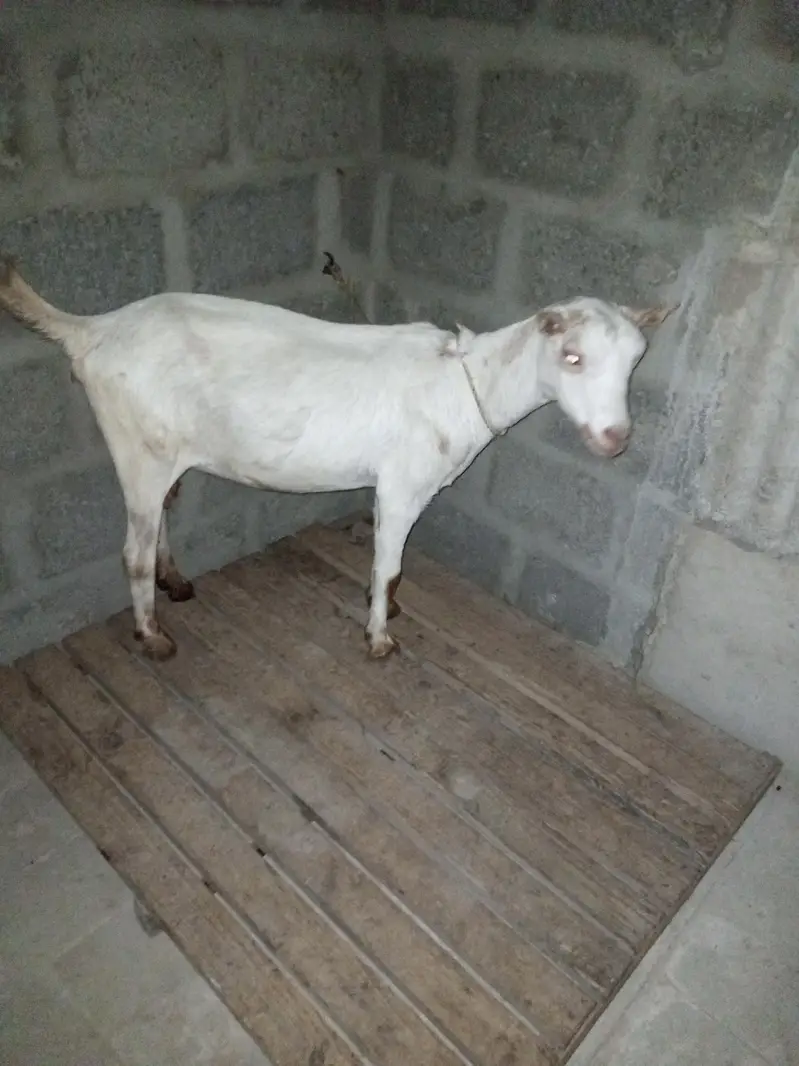 taddy bakri