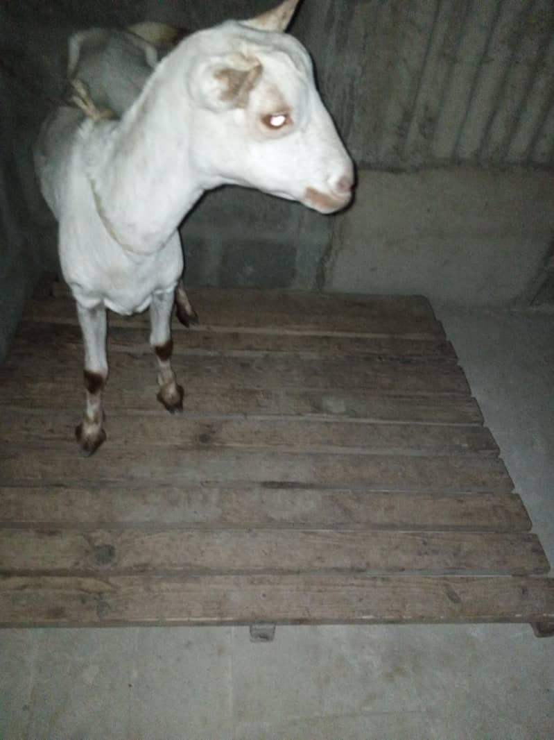 taddy bakri 1