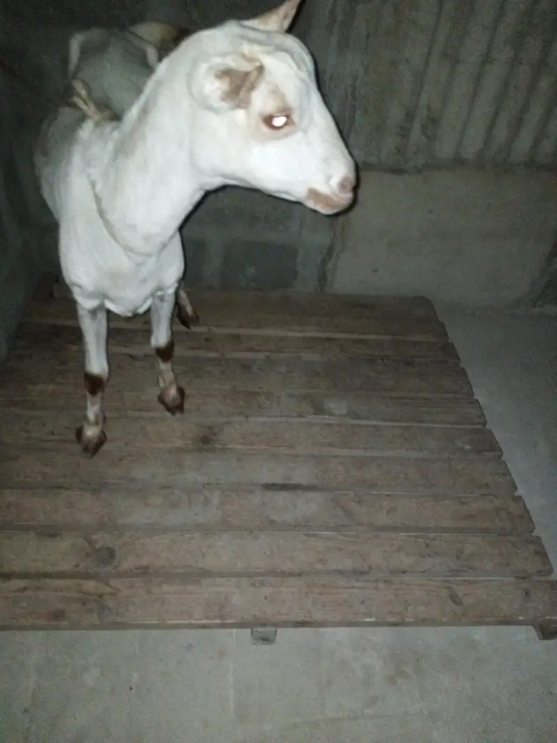 taddy bakri — photo 2
