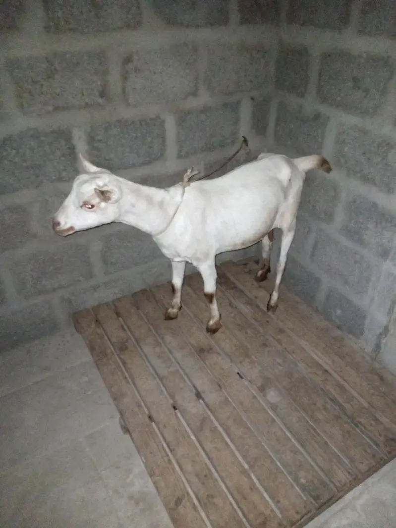 taddy bakri — photo 3