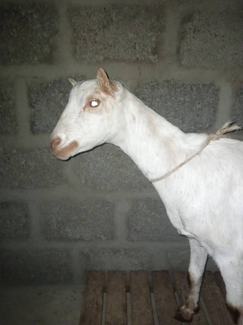 taddy bakri 3