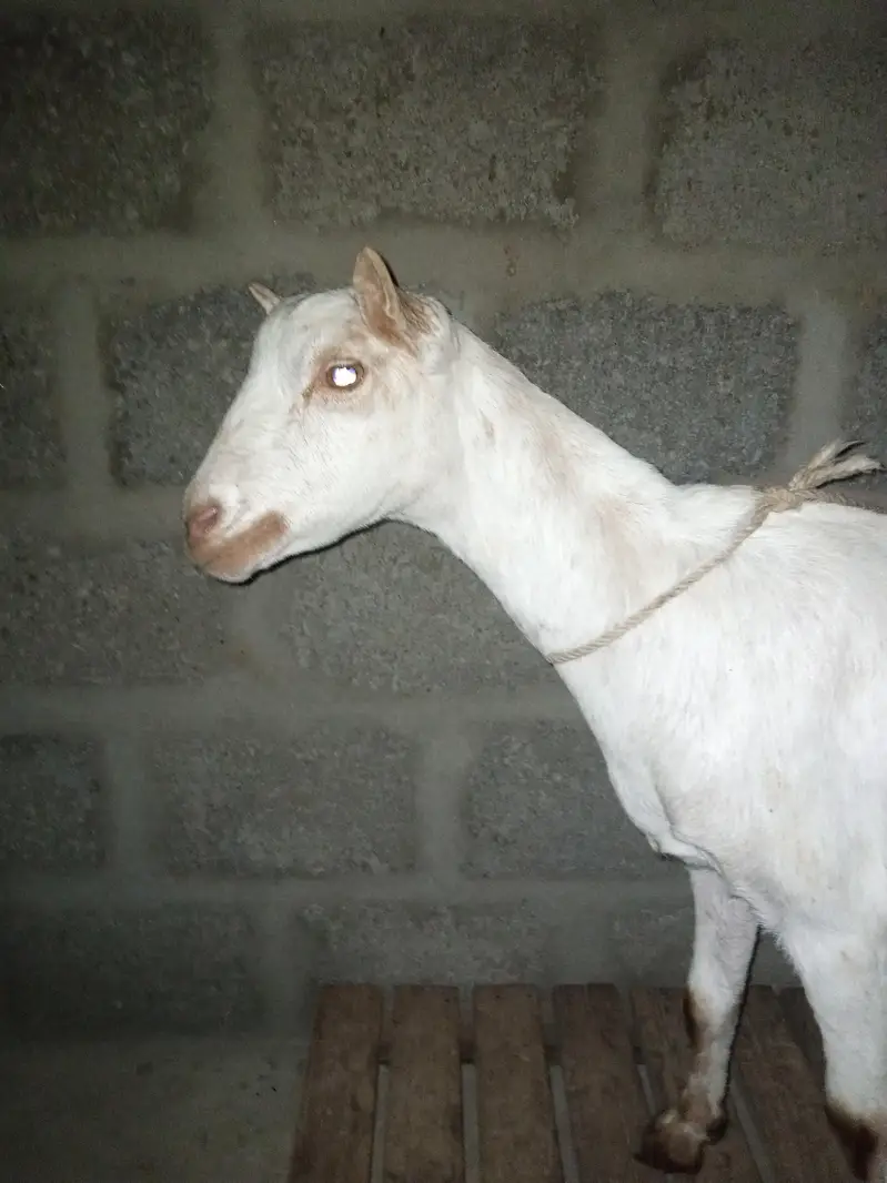 taddy bakri — photo 4