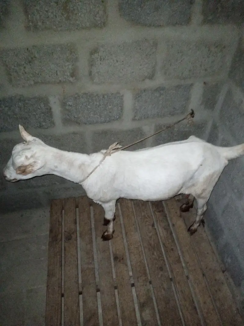 taddy bakri — photo 5