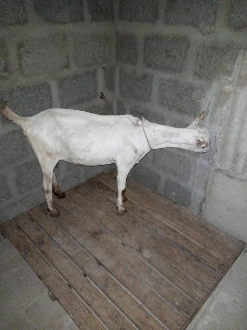 taddy bakri 5