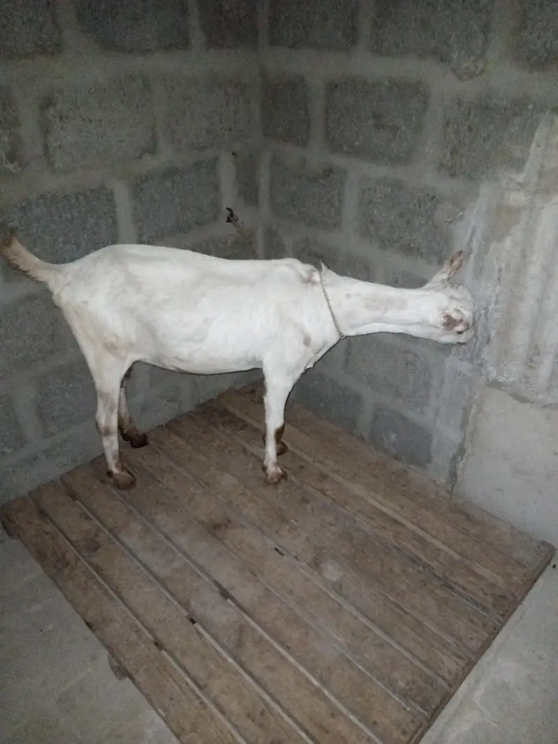 taddy bakri — photo 6