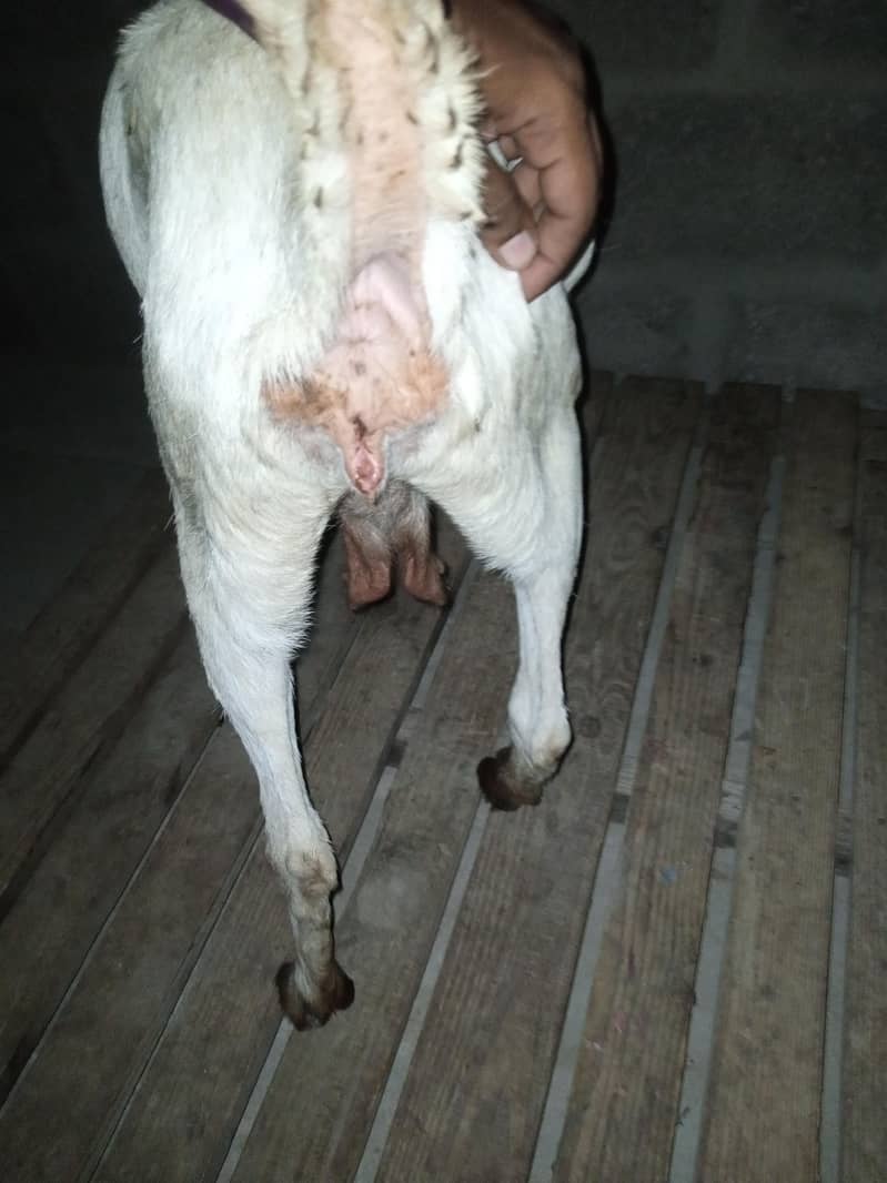 taddy bakri 6