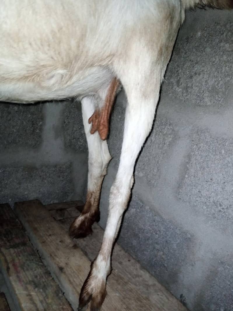 taddy bakri 7