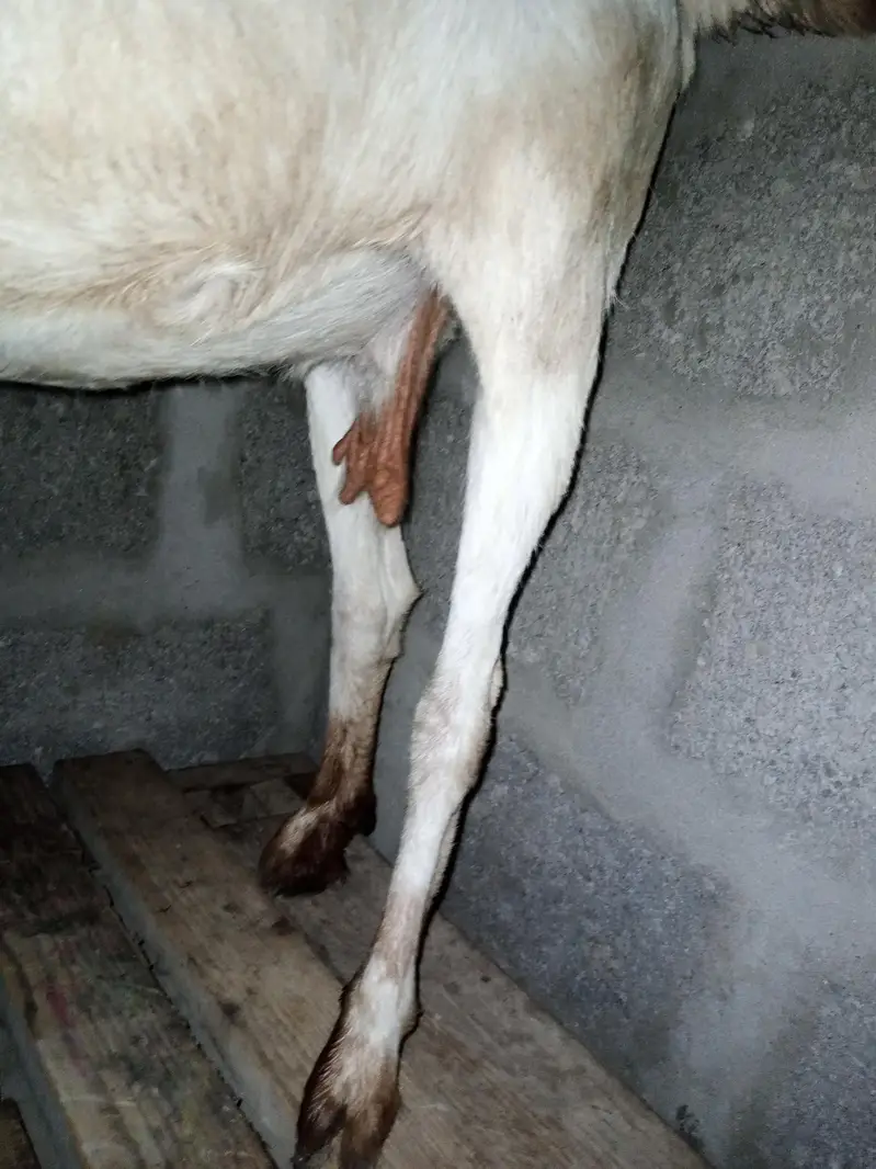 taddy bakri — photo 8