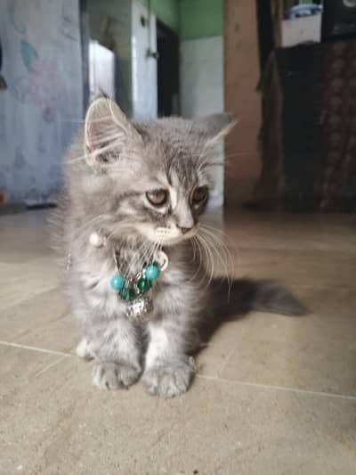 female kitten cat