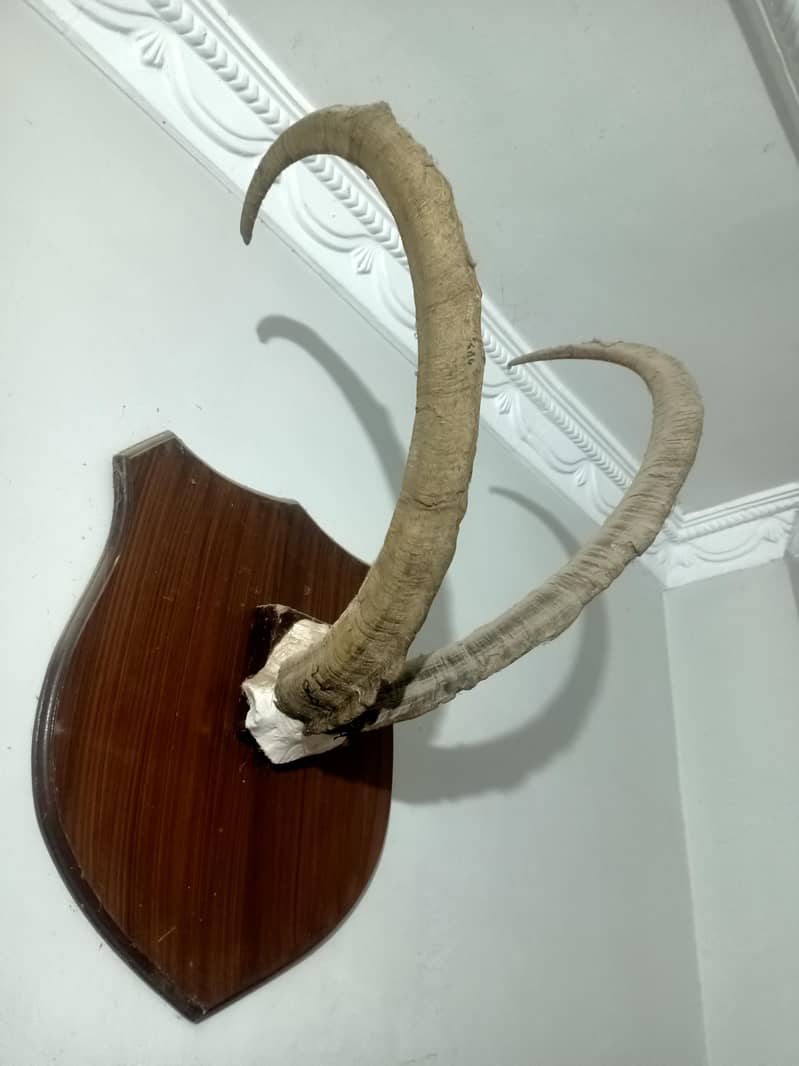 wall Frame 0