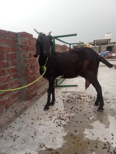 one goat. . . aik Desi bakri doodh aik kg 2mah ki guban