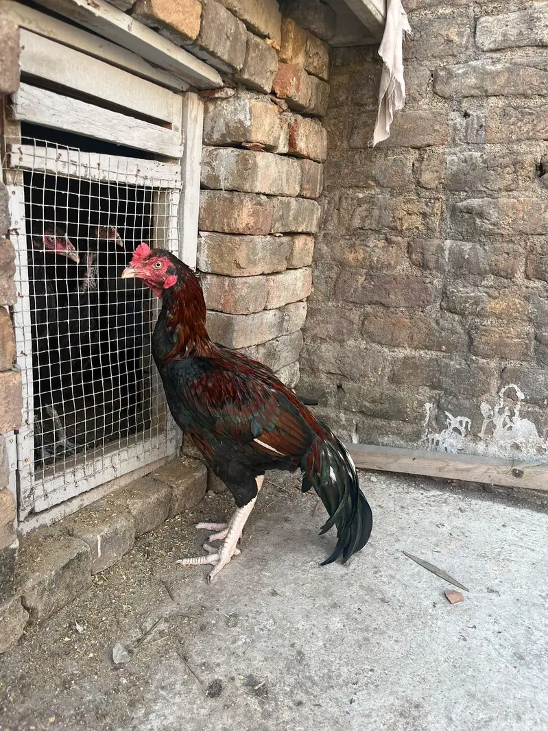 lakha aseel — photo 2