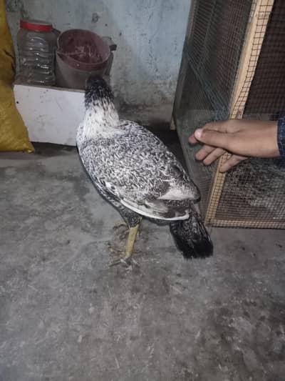 urgent sale aseel murgi