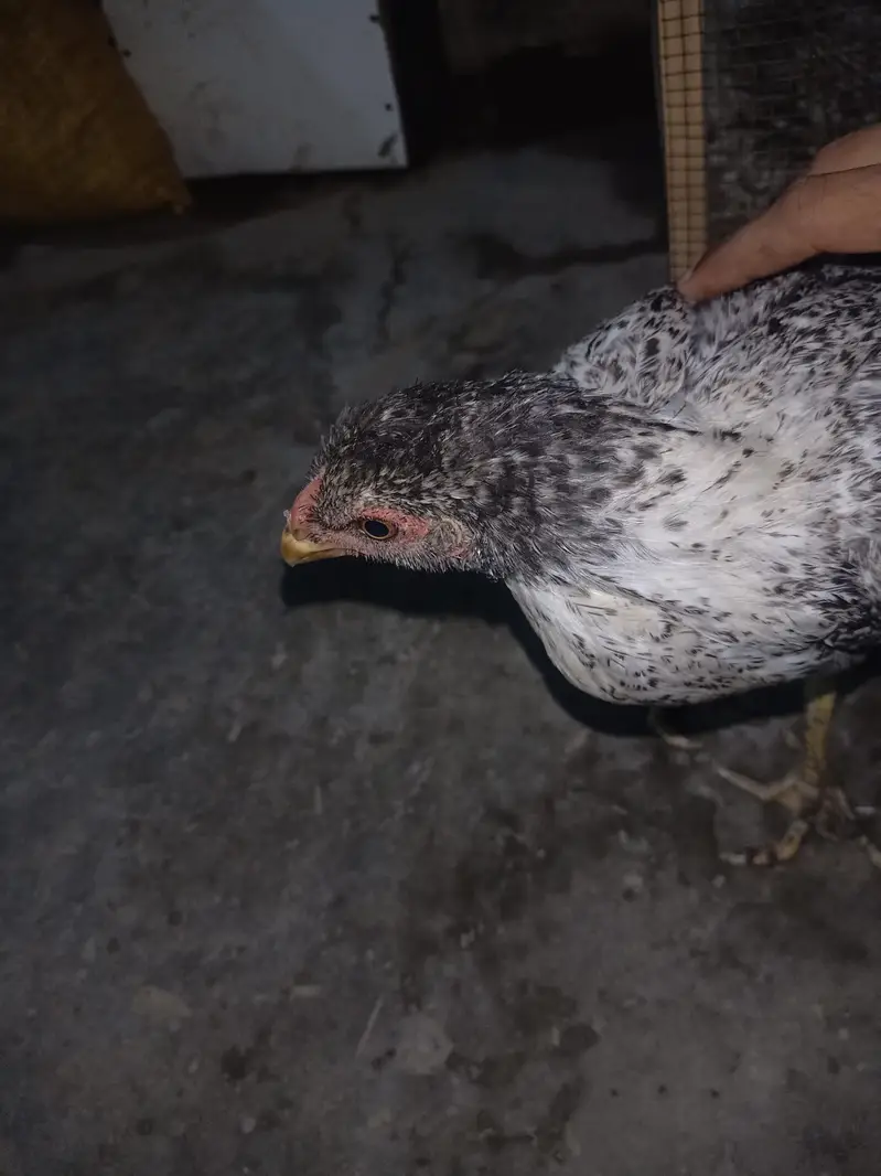 urgent sale aseel murgi — photo 2