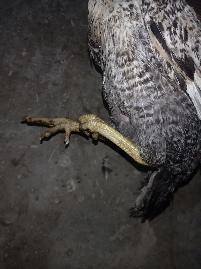 urgent sale aseel murgi — photo 3
