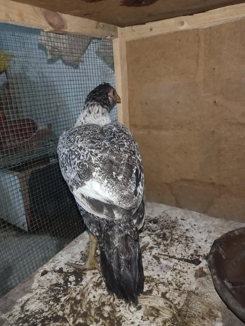 urgent sale aseel murgi — photo 4