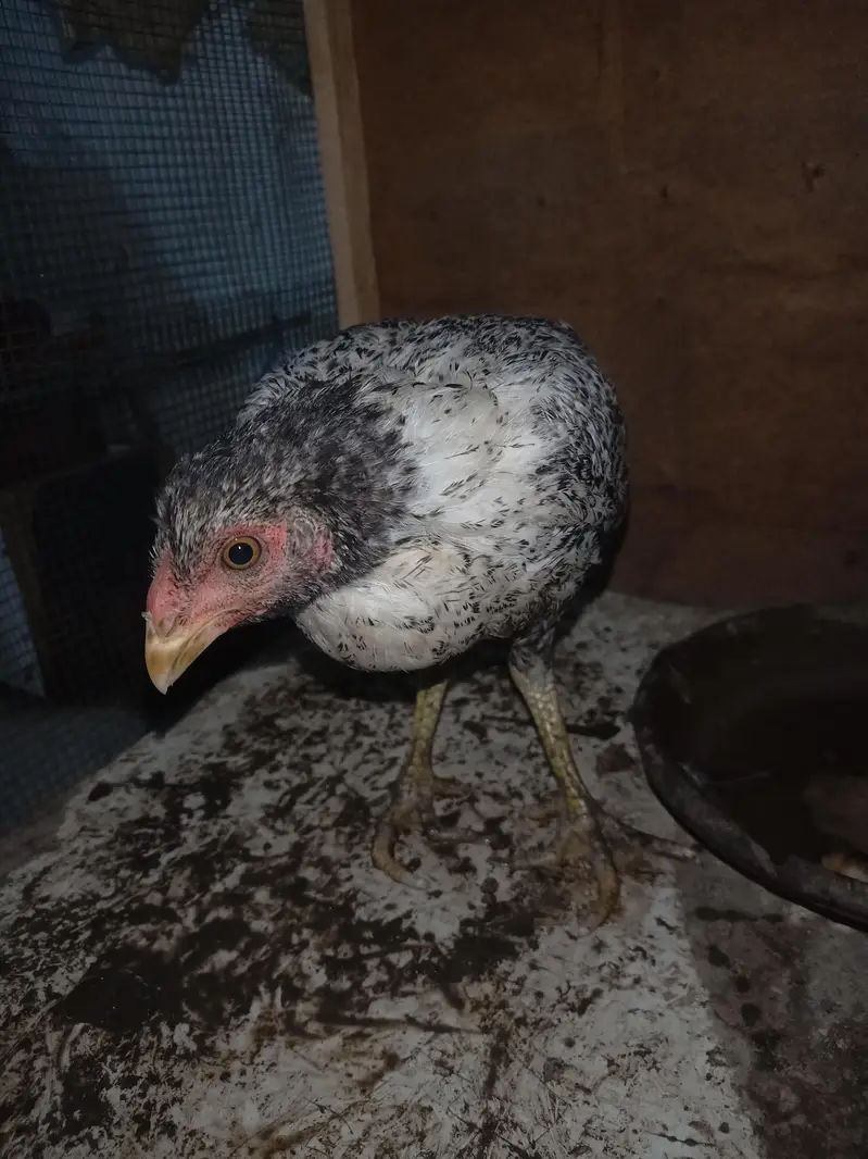 urgent sale aseel murgi — photo 5