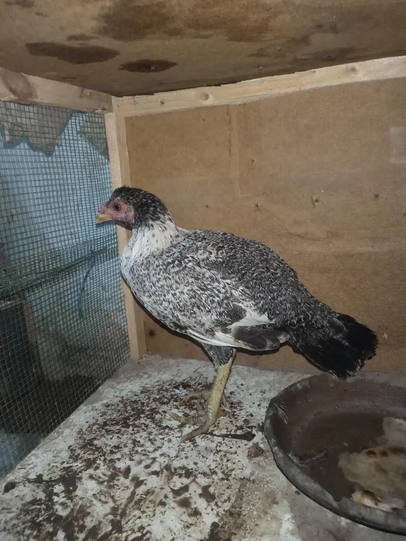 urgent sale aseel murgi — photo 6
