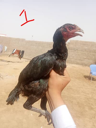 aseel pure muska 3 madiya ha 2 ande de rahi ha