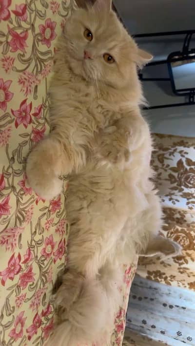 Persian Doll Face cross Cats for sale