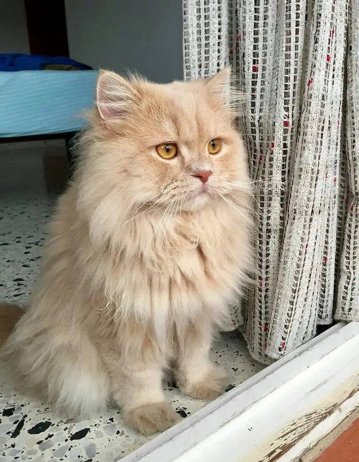Persian Doll Face cross Cats for sale — photo 2