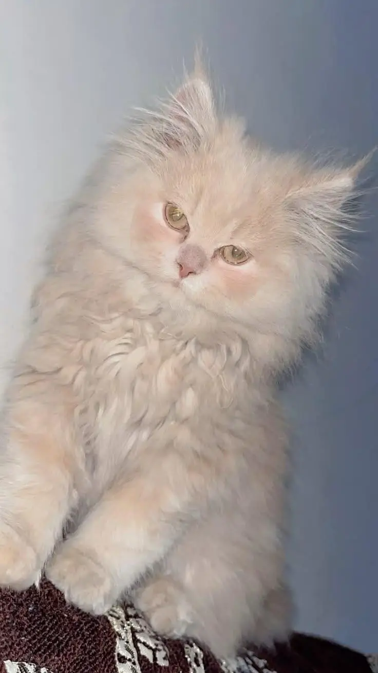 Persian Doll Face cross Cats for sale — photo 3