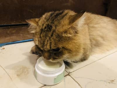 Male Persian cat