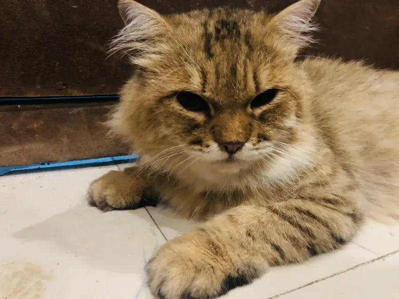 Male Persian cat — photo 2