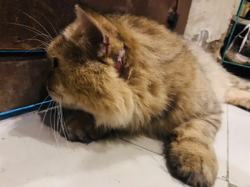 Male Persian cat — photo 3