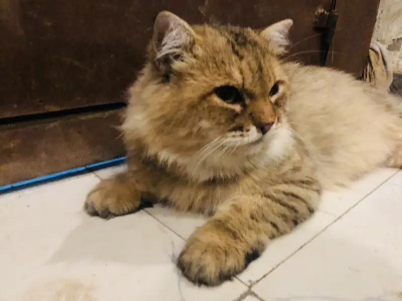 Male Persian cat — photo 4