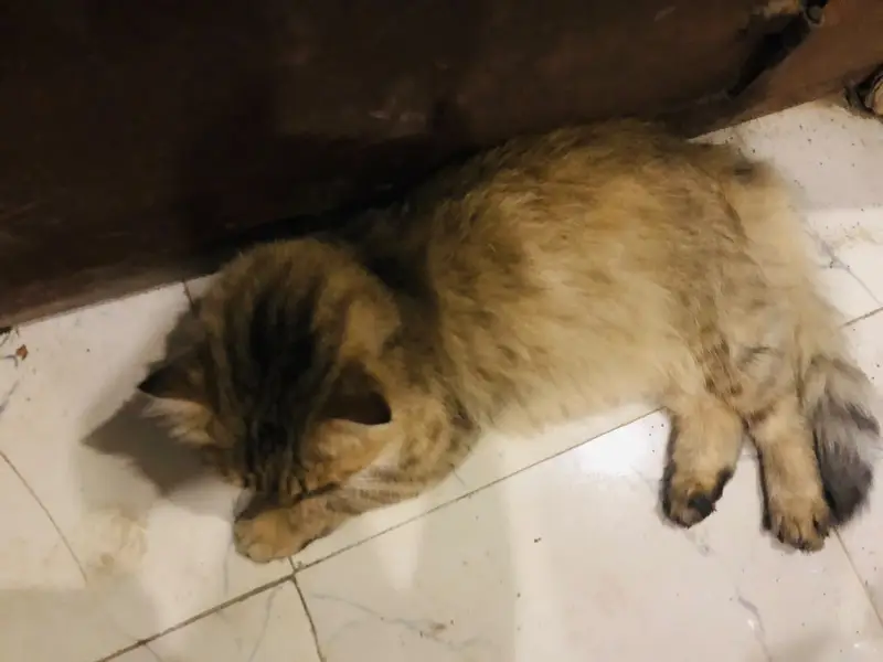 Male Persian cat — photo 5