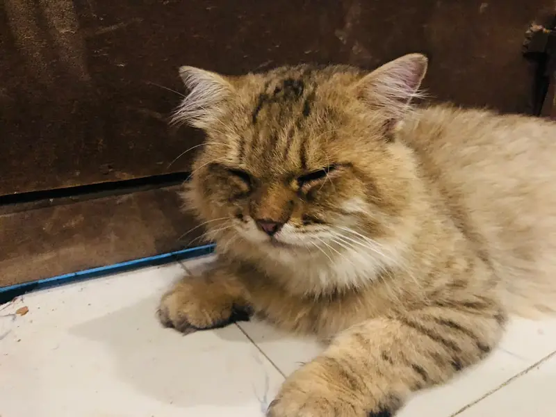Male Persian cat — photo 6