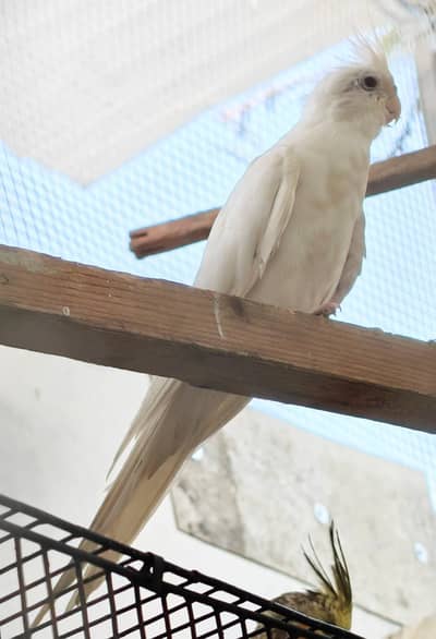 cocktails pearl male and eno red eye female