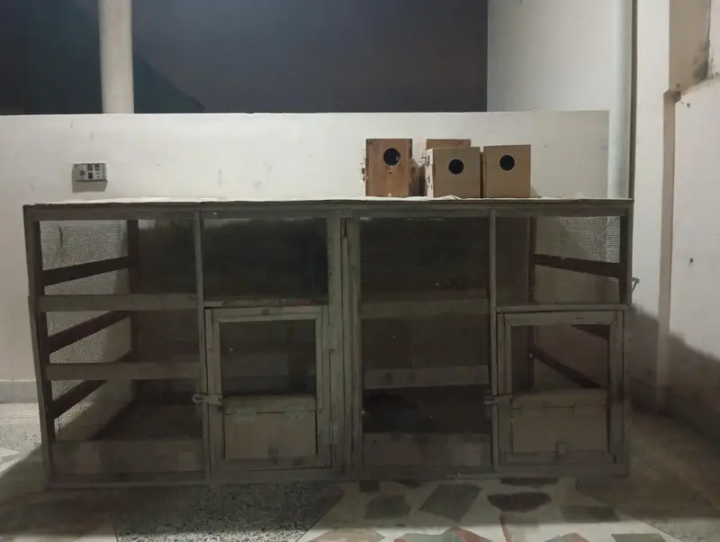 Birds & Animal Cages — photo 4