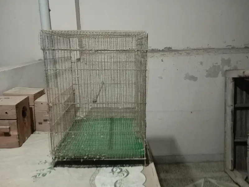 Birds & Animal Cages — photo 9