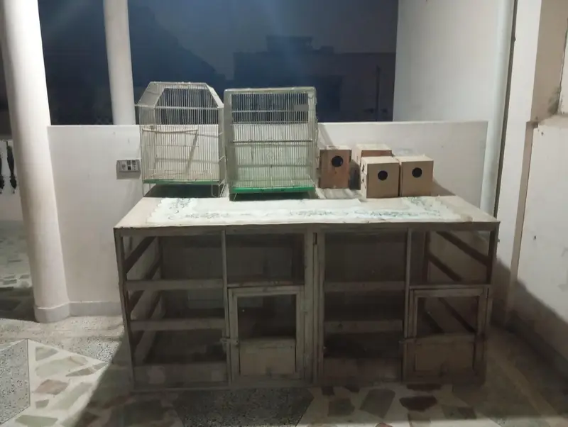 Birds & Animal Cages — photo 12