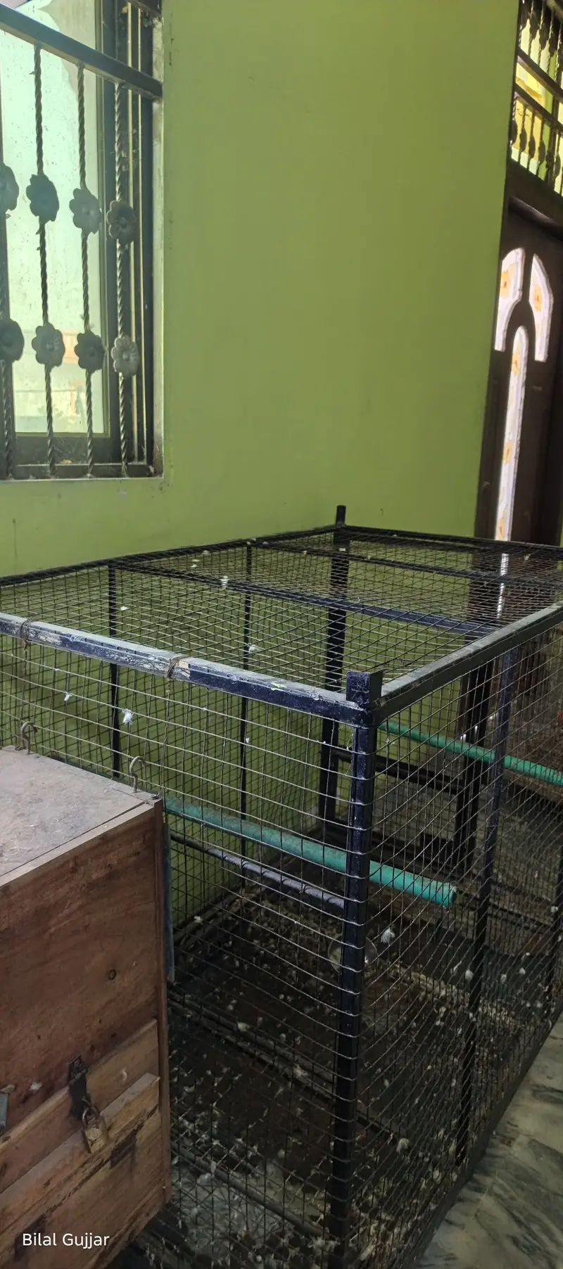 Raw Parrot Cage with Breeding Box – Full Size — photo 5