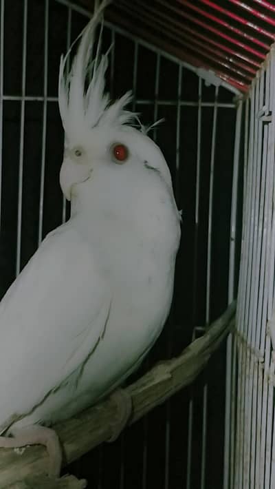 Eno red eyes