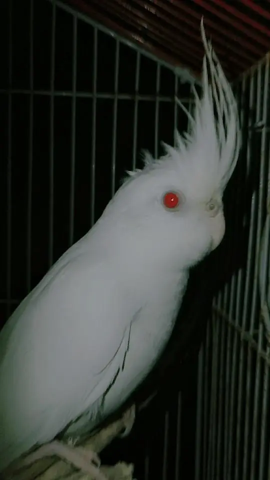 Eno red eyes — photo 2