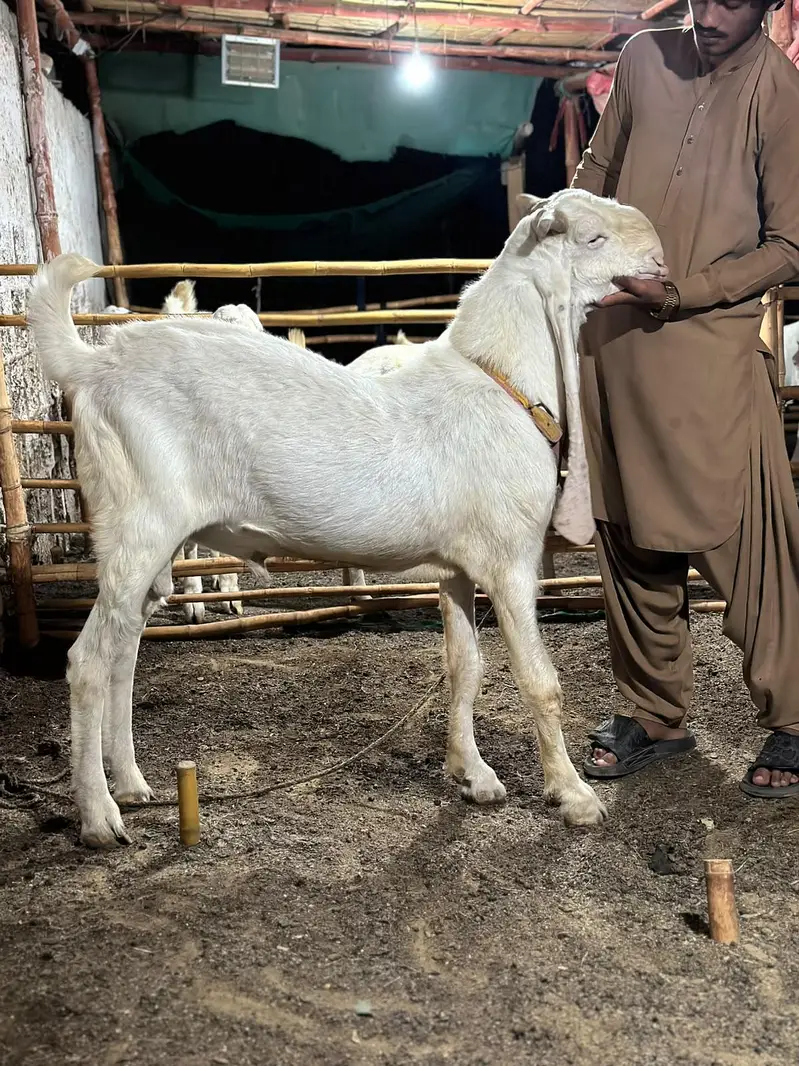 PURE GULABI BREEDER BAKRA