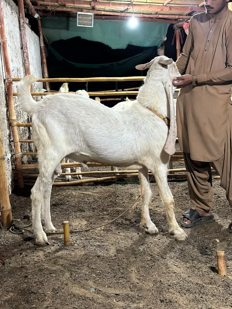 PURE GULABI BREEDER BAKRA — photo 2