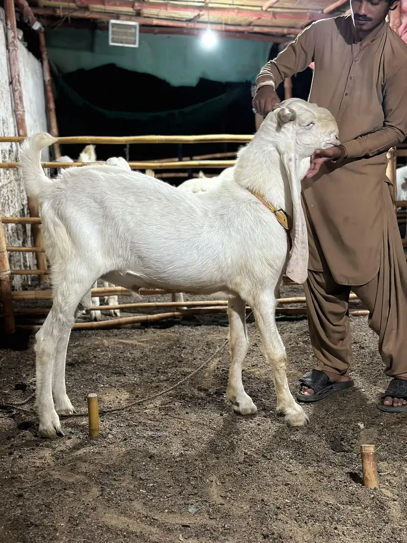 PURE GULABI BREEDER BAKRA — photo 3