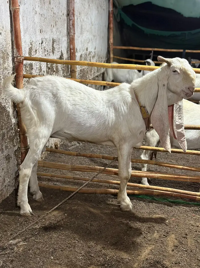 PURE GULABI BREEDER BAKRA — photo 4