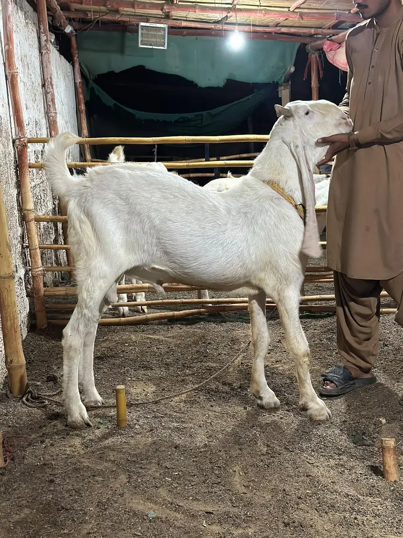 PURE GULABI BREEDER BAKRA — photo 5